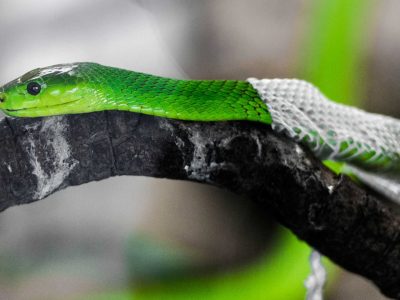 لایه برداری پوست ماری